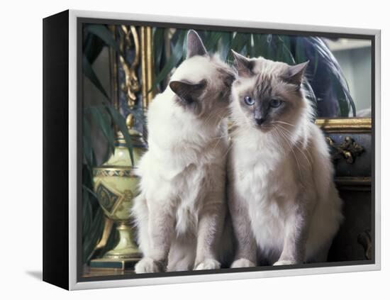 Two Birman Cats Sitting on Furniture, Interacting-Adriano Bacchella-Framed Premier Image Canvas