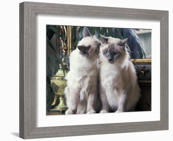 Two Birman Cats Sitting on Furniture, Interacting-Adriano Bacchella-Framed Photographic Print