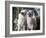 Two Birman Cats Sitting on Furniture, Interacting-Adriano Bacchella-Framed Photographic Print