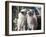 Two Birman Cats Sitting on Furniture, Interacting-Adriano Bacchella-Framed Photographic Print