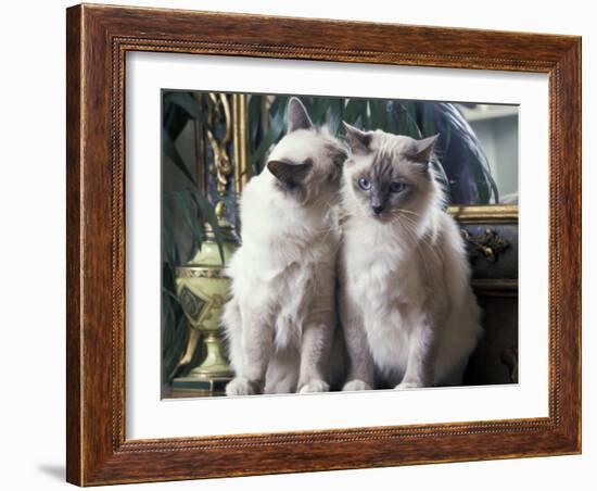 Two Birman Cats Sitting on Furniture, Interacting-Adriano Bacchella-Framed Photographic Print