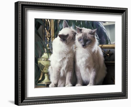 Two Birman Cats Sitting on Furniture, Interacting-Adriano Bacchella-Framed Photographic Print