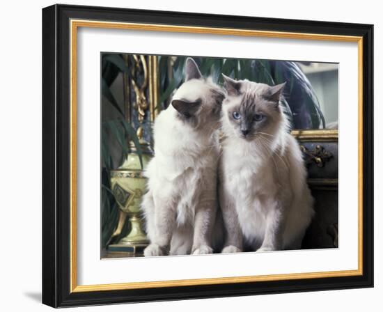 Two Birman Cats Sitting on Furniture, Interacting-Adriano Bacchella-Framed Photographic Print