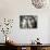 Two Birman Cats Sitting on Furniture, Interacting-Adriano Bacchella-Photographic Print displayed on a wall