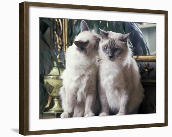 Two Birman Cats Sitting on Furniture, Interacting-Adriano Bacchella-Framed Photographic Print