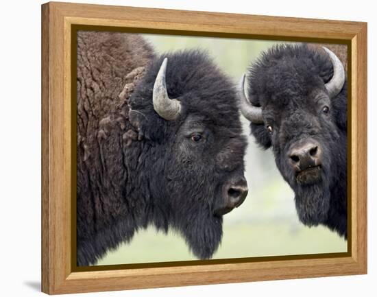 Two Bison Bulls Facing Off, Yellowstone National Park, Wyoming, USA-James Hager-Framed Premier Image Canvas