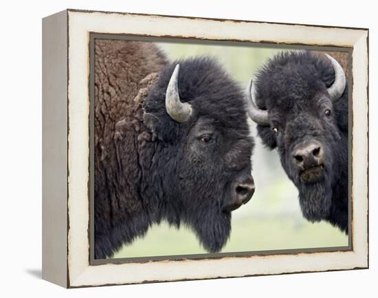 Two Bison Bulls Facing Off, Yellowstone National Park, Wyoming, USA-James Hager-Framed Premier Image Canvas