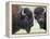 Two Bison Bulls Facing Off, Yellowstone National Park, Wyoming, USA-James Hager-Framed Premier Image Canvas