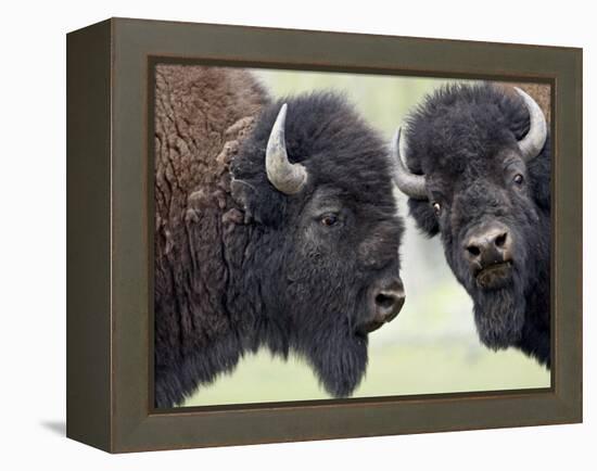 Two Bison Bulls Facing Off, Yellowstone National Park, Wyoming, USA-James Hager-Framed Premier Image Canvas