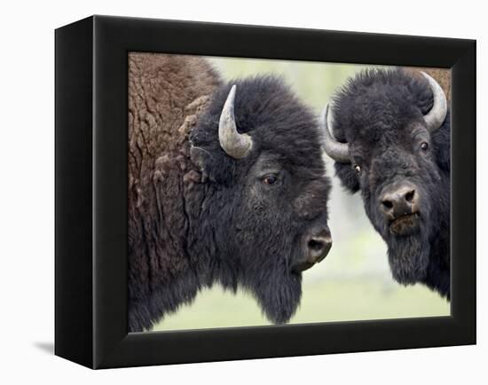 Two Bison Bulls Facing Off, Yellowstone National Park, Wyoming, USA-James Hager-Framed Premier Image Canvas