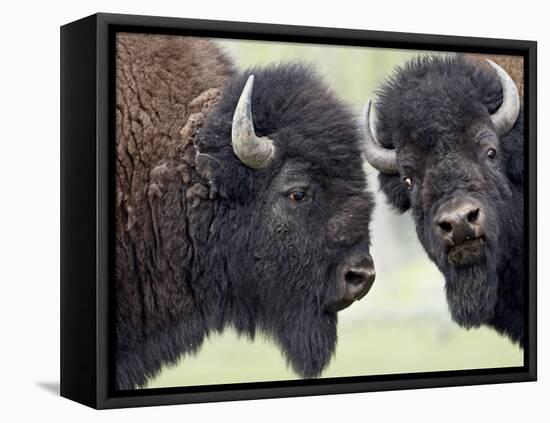 Two Bison Bulls Facing Off, Yellowstone National Park, Wyoming, USA-James Hager-Framed Premier Image Canvas