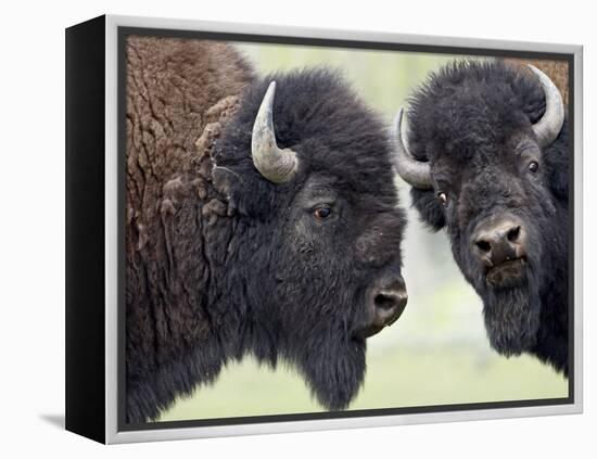 Two Bison Bulls Facing Off, Yellowstone National Park, Wyoming, USA-James Hager-Framed Premier Image Canvas