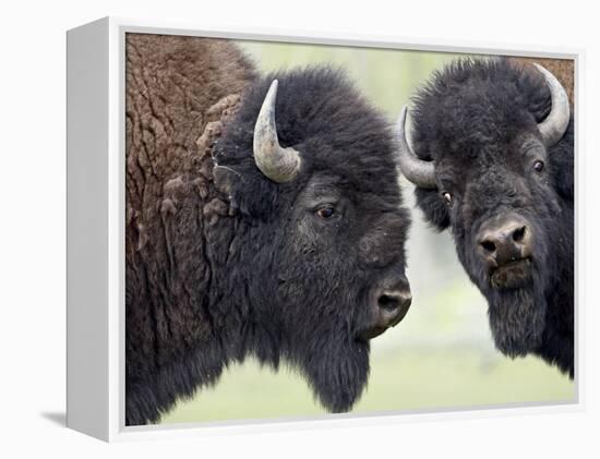 Two Bison Bulls Facing Off, Yellowstone National Park, Wyoming, USA-James Hager-Framed Premier Image Canvas