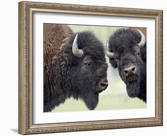 Two Bison Bulls Facing Off, Yellowstone National Park, Wyoming, USA-James Hager-Framed Photographic Print