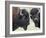 Two Bison Bulls Facing Off, Yellowstone National Park, Wyoming, USA-James Hager-Framed Photographic Print