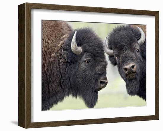 Two Bison Bulls Facing Off, Yellowstone National Park, Wyoming, USA-James Hager-Framed Photographic Print