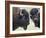 Two Bison Bulls Facing Off, Yellowstone National Park, Wyoming, USA-James Hager-Framed Photographic Print