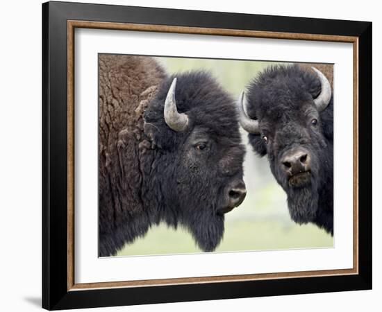 Two Bison Bulls Facing Off, Yellowstone National Park, Wyoming, USA-James Hager-Framed Photographic Print