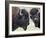 Two Bison Bulls Facing Off, Yellowstone National Park, Wyoming, USA-James Hager-Framed Photographic Print