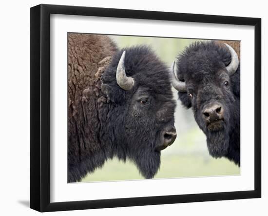 Two Bison Bulls Facing Off, Yellowstone National Park, Wyoming, USA-James Hager-Framed Photographic Print