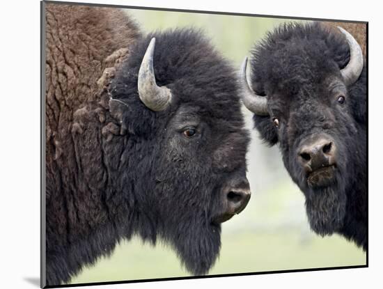 Two Bison Bulls Facing Off, Yellowstone National Park, Wyoming, USA-James Hager-Mounted Photographic Print
