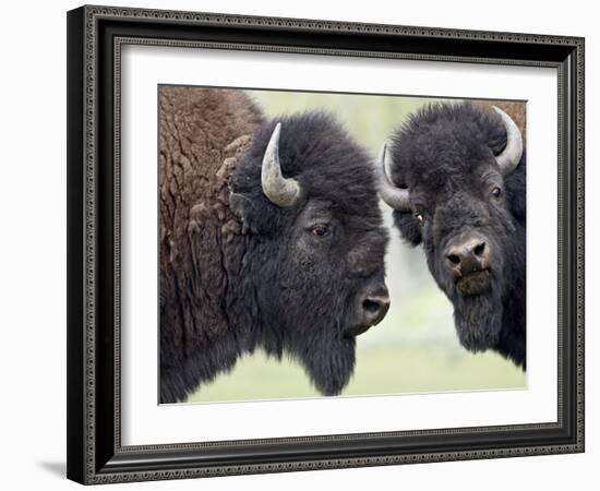 Two Bison Bulls Facing Off, Yellowstone National Park, Wyoming, USA-James Hager-Framed Photographic Print