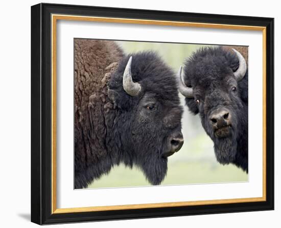 Two Bison Bulls Facing Off, Yellowstone National Park, Wyoming, USA-James Hager-Framed Photographic Print