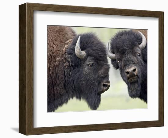 Two Bison Bulls Facing Off, Yellowstone National Park, Wyoming, USA-James Hager-Framed Photographic Print