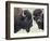 Two Bison Bulls Facing Off, Yellowstone National Park, Wyoming, USA-James Hager-Framed Photographic Print