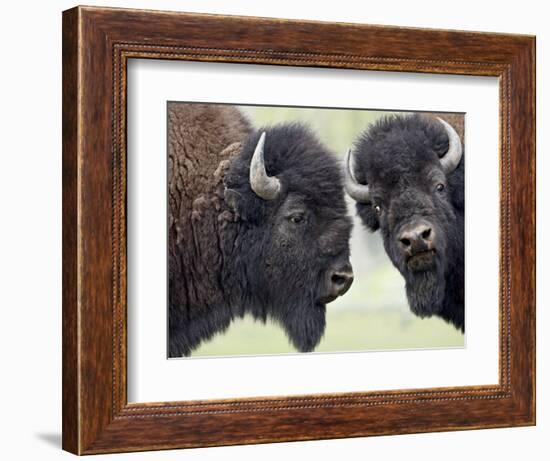 Two Bison Bulls Facing Off, Yellowstone National Park, Wyoming, USA-James Hager-Framed Photographic Print