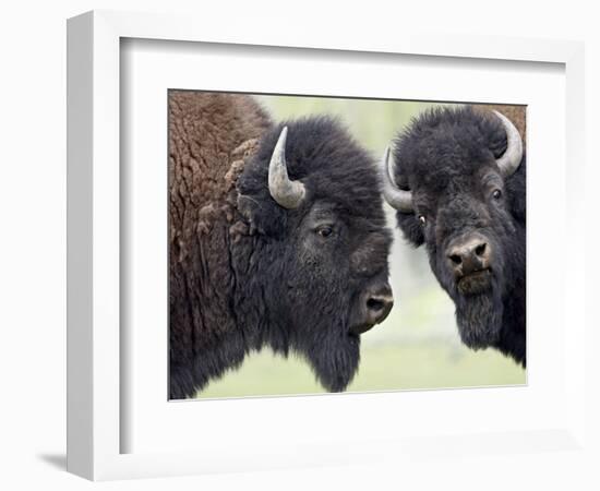 Two Bison Bulls Facing Off, Yellowstone National Park, Wyoming, USA-James Hager-Framed Photographic Print