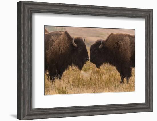 Two Bison Face-To-Face, Custer State Park, South Dakota, USA-Jaynes Gallery-Framed Photographic Print