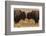 Two Bison Face-To-Face, Custer State Park, South Dakota, USA-Jaynes Gallery-Framed Photographic Print