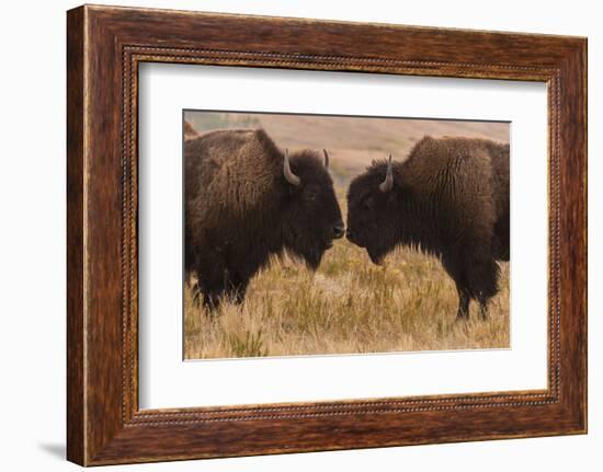 Two Bison Face-To-Face, Custer State Park, South Dakota, USA-Jaynes Gallery-Framed Photographic Print