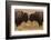 Two Bison Face-To-Face, Custer State Park, South Dakota, USA-Jaynes Gallery-Framed Photographic Print