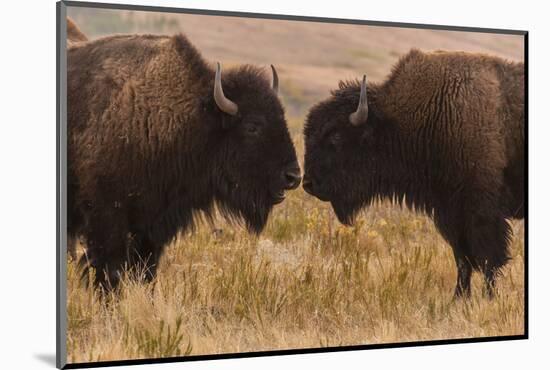 Two Bison Face-To-Face, Custer State Park, South Dakota, USA-Jaynes Gallery-Mounted Photographic Print