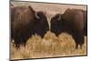 Two Bison Face-To-Face, Custer State Park, South Dakota, USA-Jaynes Gallery-Mounted Photographic Print