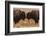 Two Bison Face-To-Face, Custer State Park, South Dakota, USA-Jaynes Gallery-Framed Photographic Print