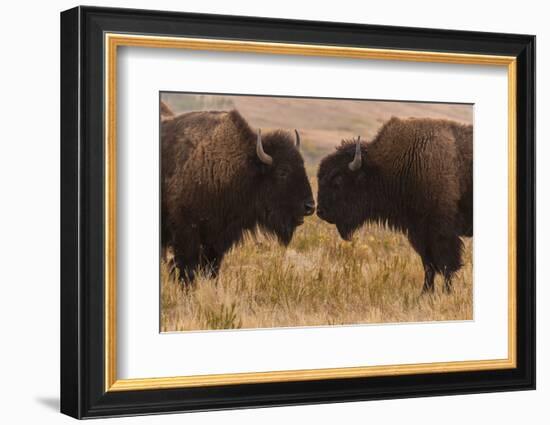 Two Bison Face-To-Face, Custer State Park, South Dakota, USA-Jaynes Gallery-Framed Photographic Print