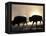 Two Bison Silhouetted Against Rising Sun, Yellowstone National Park, Wyoming, USA-Pete Cairns-Framed Premier Image Canvas