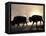 Two Bison Silhouetted Against Rising Sun, Yellowstone National Park, Wyoming, USA-Pete Cairns-Framed Premier Image Canvas