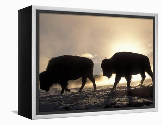 Two Bison Silhouetted Against Rising Sun, Yellowstone National Park, Wyoming, USA-Pete Cairns-Framed Premier Image Canvas