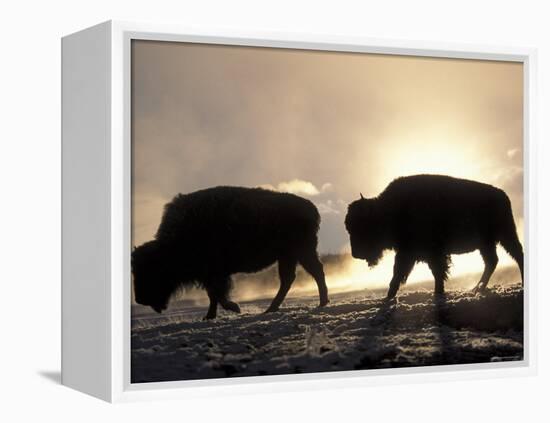 Two Bison Silhouetted Against Rising Sun, Yellowstone National Park, Wyoming, USA-Pete Cairns-Framed Premier Image Canvas