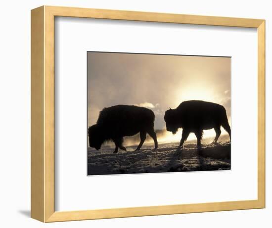 Two Bison Silhouetted Against Rising Sun, Yellowstone National Park, Wyoming, USA-Pete Cairns-Framed Premium Photographic Print