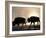 Two Bison Silhouetted Against Rising Sun, Yellowstone National Park, Wyoming, USA-Pete Cairns-Framed Photographic Print