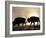 Two Bison Silhouetted Against Rising Sun, Yellowstone National Park, Wyoming, USA-Pete Cairns-Framed Photographic Print