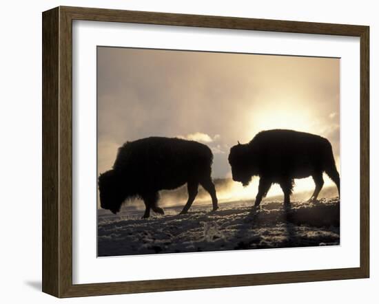 Two Bison Silhouetted Against Rising Sun, Yellowstone National Park, Wyoming, USA-Pete Cairns-Framed Photographic Print