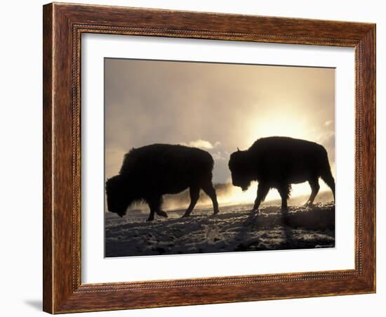 Two Bison Silhouetted Against Rising Sun, Yellowstone National Park, Wyoming, USA-Pete Cairns-Framed Photographic Print