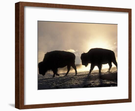 Two Bison Silhouetted Against Rising Sun, Yellowstone National Park, Wyoming, USA-Pete Cairns-Framed Photographic Print