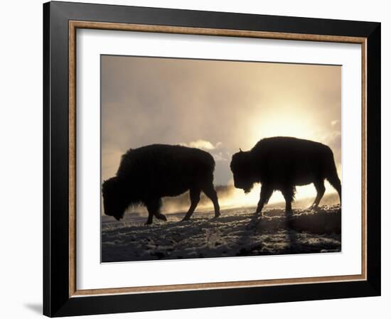 Two Bison Silhouetted Against Rising Sun, Yellowstone National Park, Wyoming, USA-Pete Cairns-Framed Photographic Print